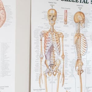 Chiropractic Care