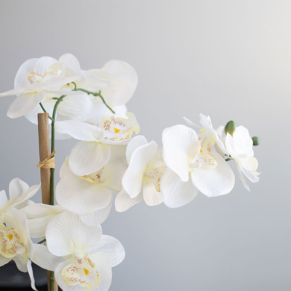 Orchid