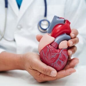 Doctor holding an anatomical heart model while explaining cardiovascular health, cholesterol and heart disease risk to a patient.