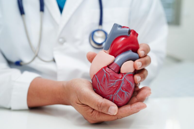 Doctor holding an anatomical heart model while explaining cardiovascular health, cholesterol and heart disease risk to a patient.