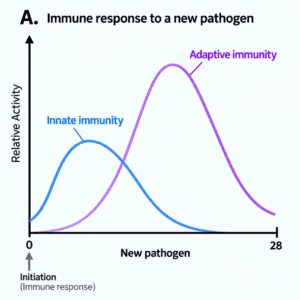 Graph showing the immune response to a new pathogen, with innate immunity responding quickly and adaptive immunity developing more slowly before reaching a stronger peak.