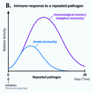 Graph showing the immune response to a repeated pathogen, with innate immunity responding quickly and adaptive immunity producing a faster, stronger response because of immunological memory.